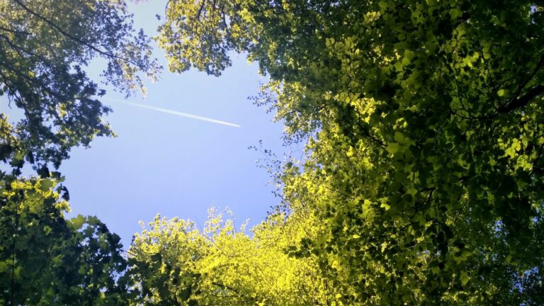 Flugzeug am Himmel fotografiert durch Baumkronen